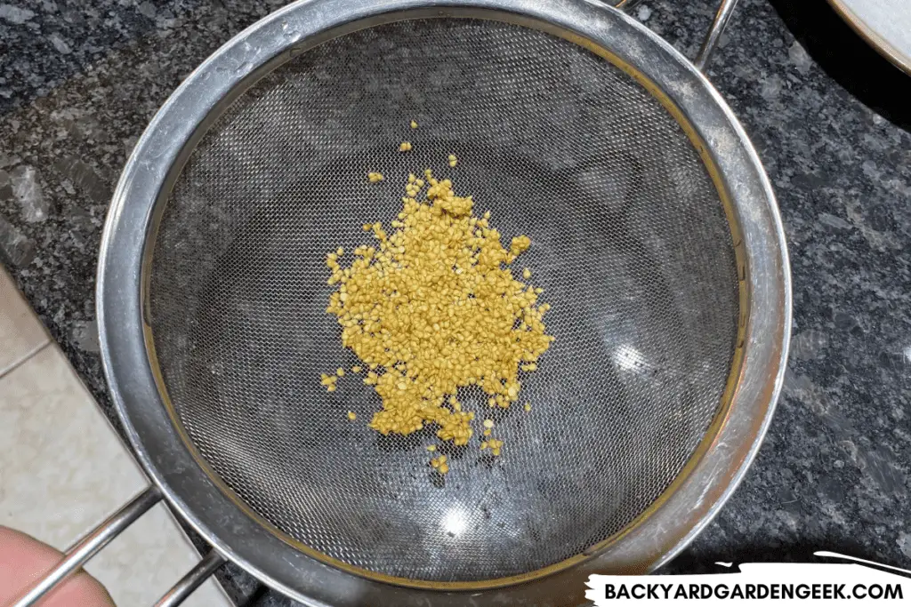 Tomato Seeds, Rinsed in a Strainer