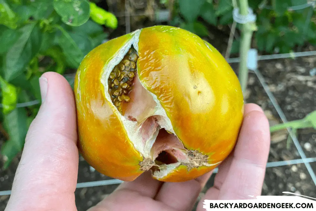 Tomato with Giant Cracks