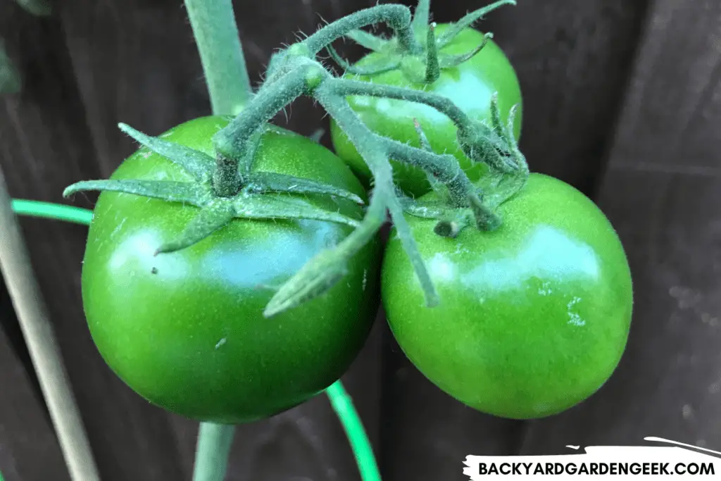 Unripe Kumato Tomatoes