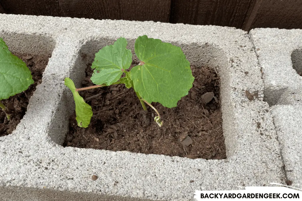 Young Okra Plant Growing in a Cinder Block Hole