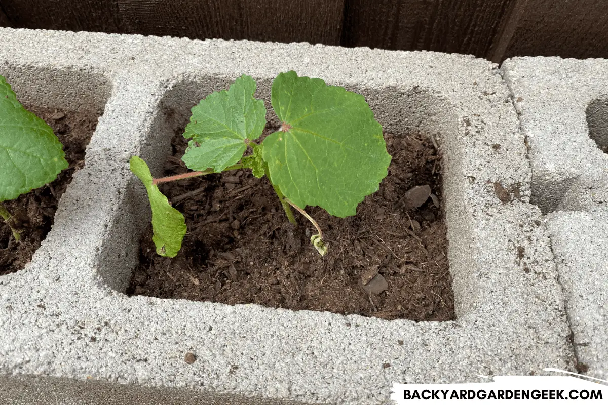 Growing Plants in Cinder Block Holes A StepbyStep Guide Backyard