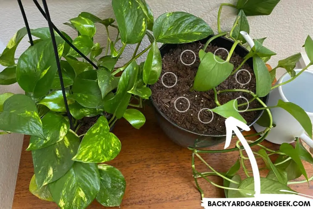 Bushy and Scraggly Pothos Plants