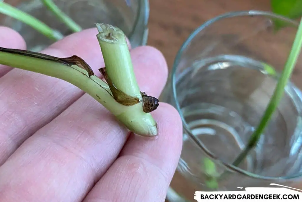 Close Up of a Pothos Node