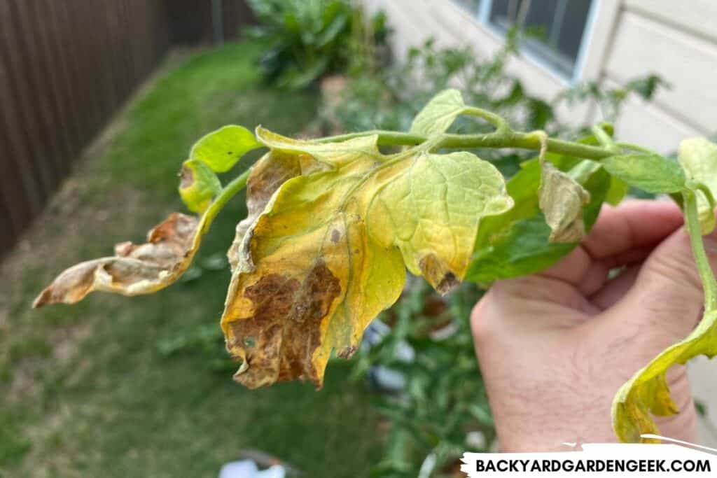 Diseased, Decaying Tomato Plant Foliage