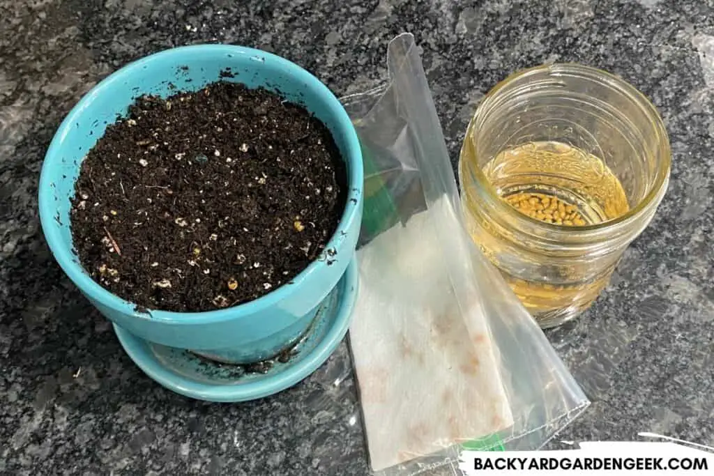 Germinating Seeds in Soil, Paper Towels, or Water