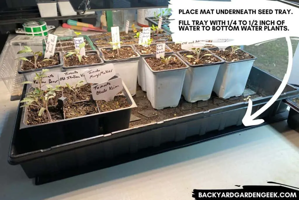 Heat Mat Under Tomato Seedlings