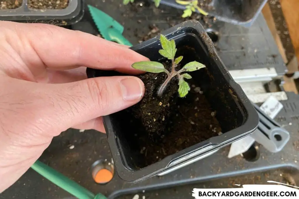 Hold the Seedling in Place and Add New Soil