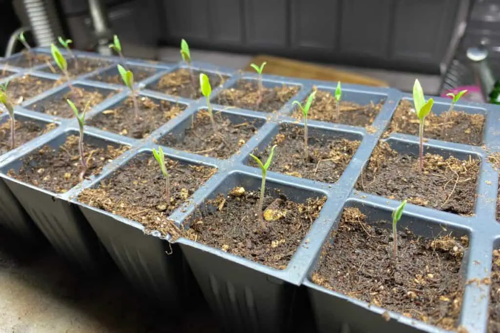 Newly Germinated Tomato Seedlings Under a Grow Light