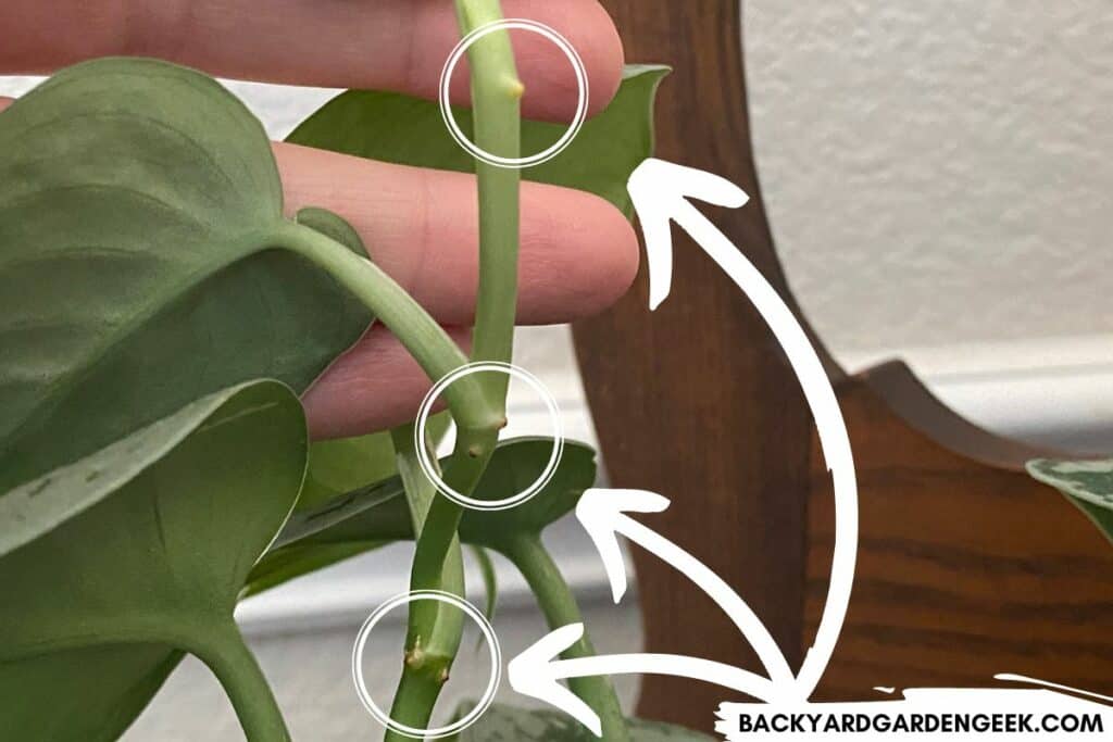 Nodes On a Pothos Plant