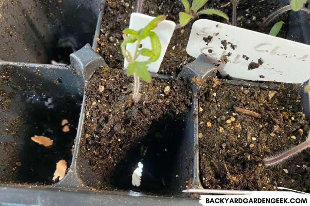 One Seedlings Removed from the Seed Cell