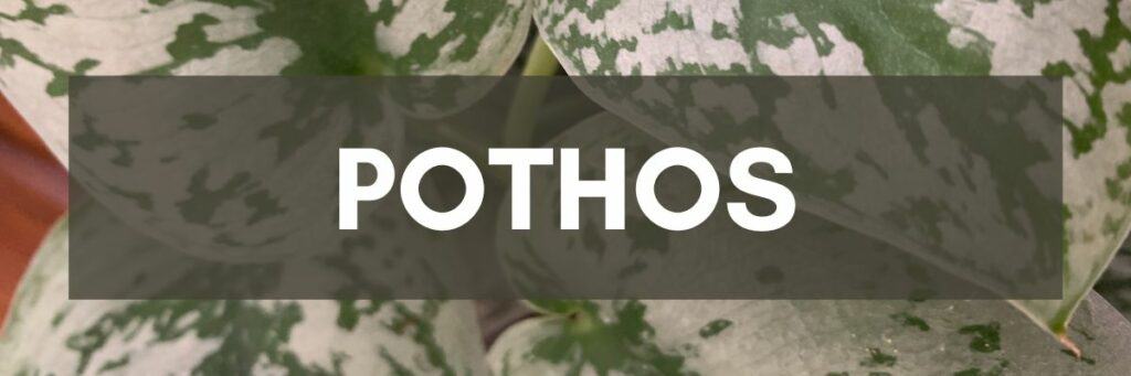 Link to Pothos Articles