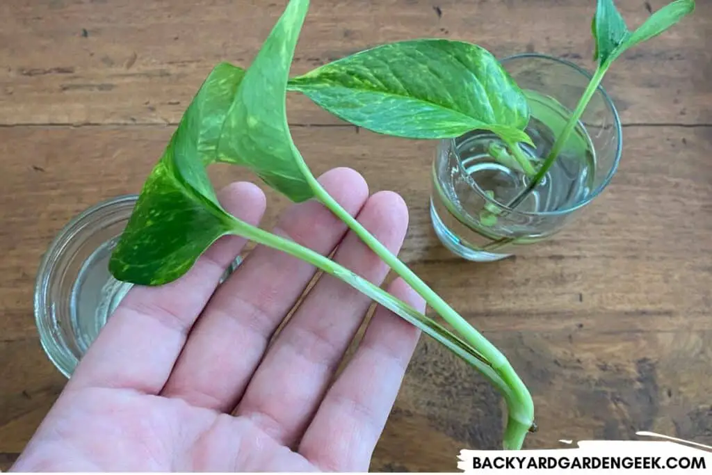 Pothos Cutting with Two Leaves and One Node
