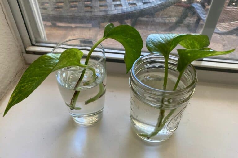 Propagating Pothos from a Leaf or Stem: Can You Do It?