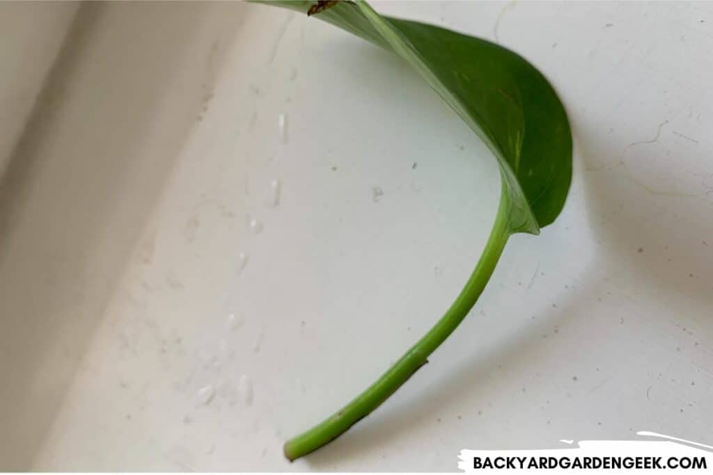 Pothos Leaf with No Attached Node