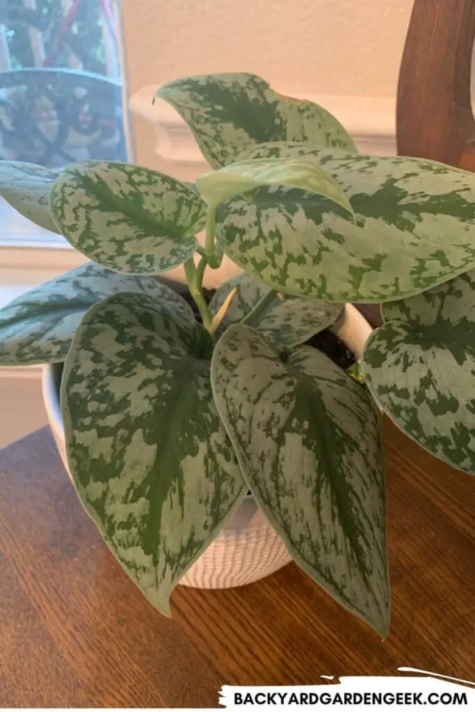 Pothos Plant Near Window