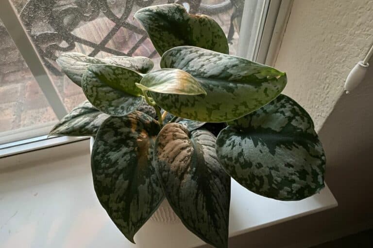 Can Pothos Survive Winter? Tips for Keeping Plants Safe