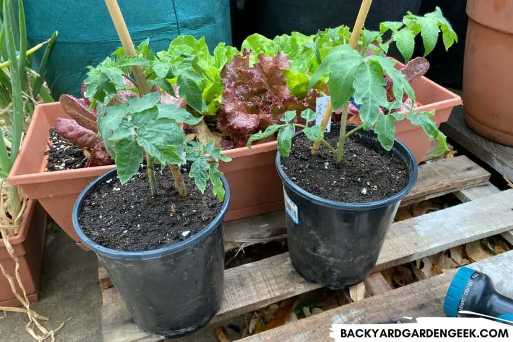 Potted Store Bought Tomato Plants