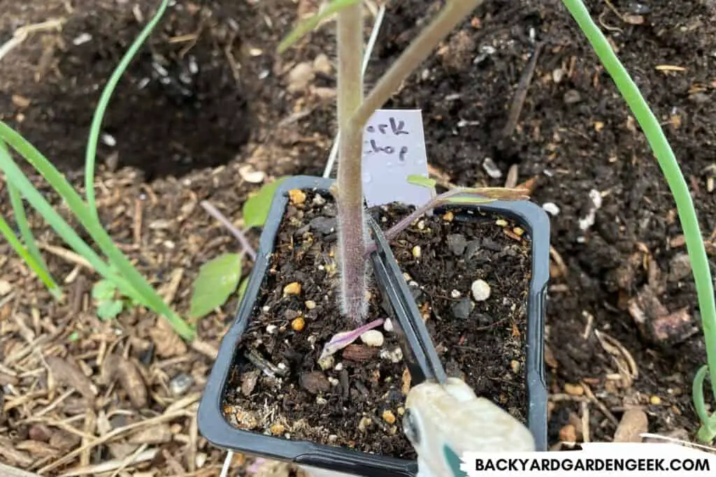 Pruning Lower Branches on Tomato Plants