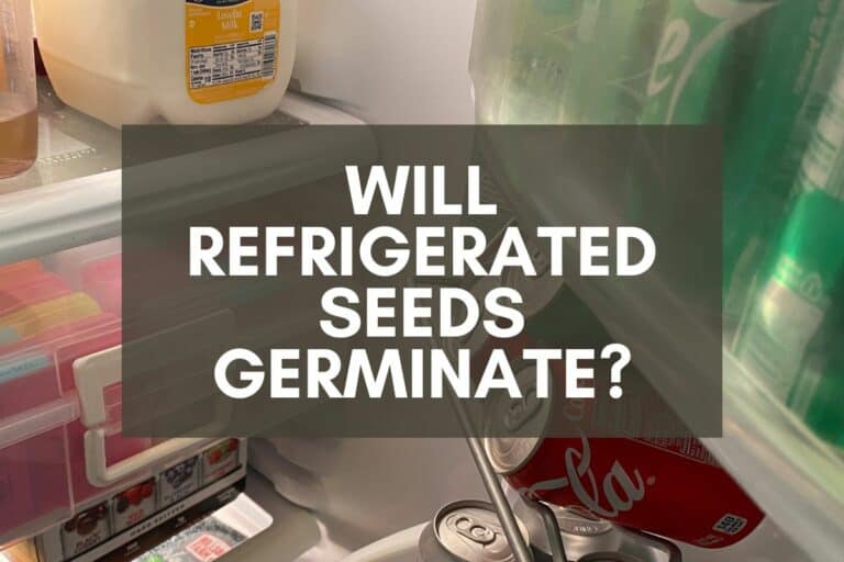 Will Refrigerated Seeds Germinate and Grow?