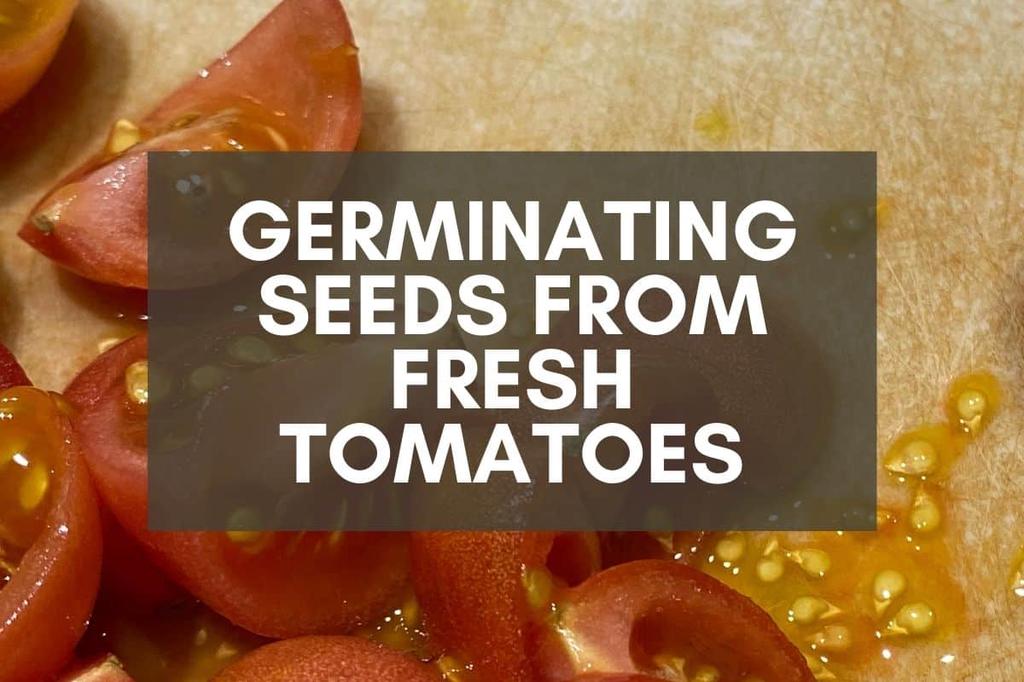 Sliced Tomatoes and Seeds