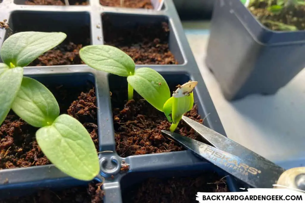 Snipping Seedlings Grown in Small Seed Cells