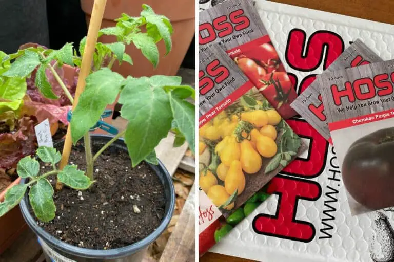 Buying Tomato Plants vs. Growing from Seeds: Pros and Cons