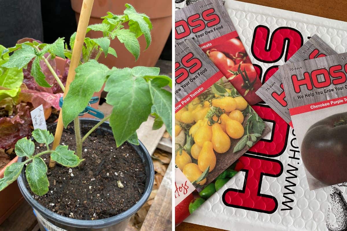 Store Bought Tomato Plants vs Tomato Seeds