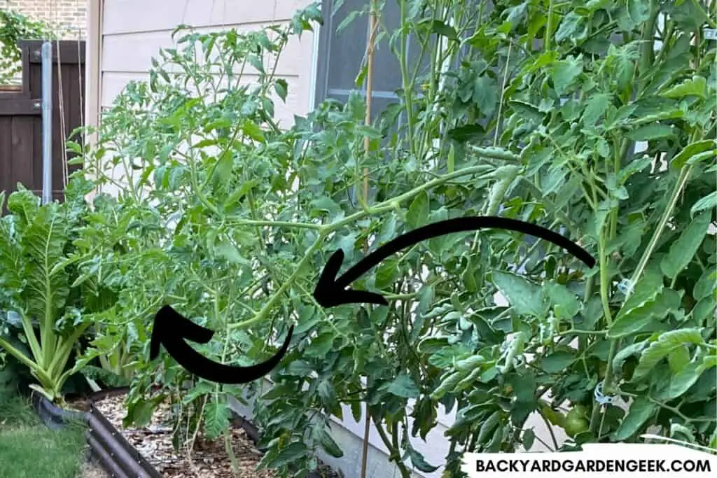 Tomato Branches Sagging and Curling