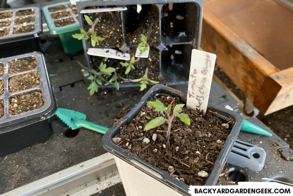 Tomato Seedling in a 4-Inch Pot