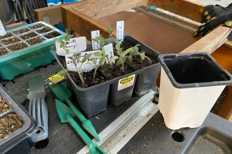 Separating Tomato Seedlings: A Step-by-Step Guide