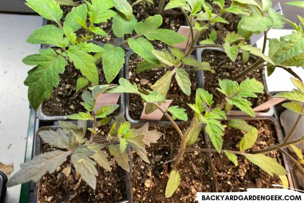 Tomato Seedlings Kept Warm in Detached Garage