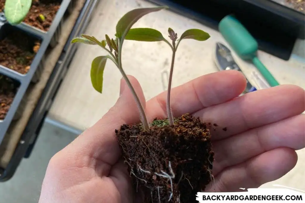 Tomato Seedlings Needing Separation