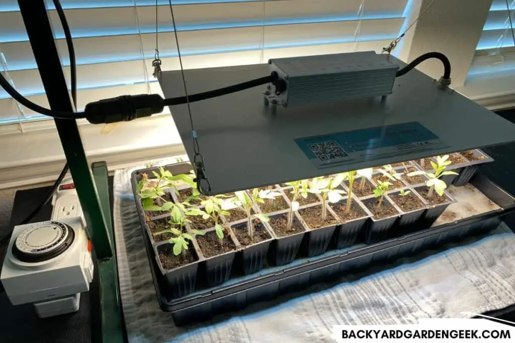 Tomato Seedlings Under a Grow Light with Timer