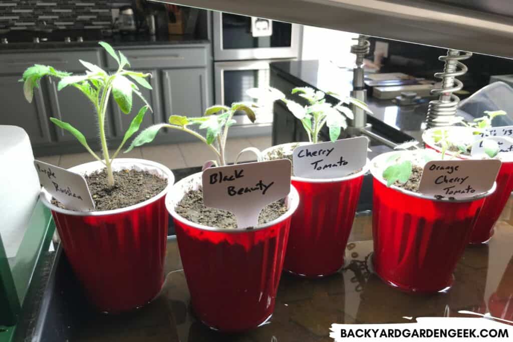 Tomato Seedlings in Solo Cups