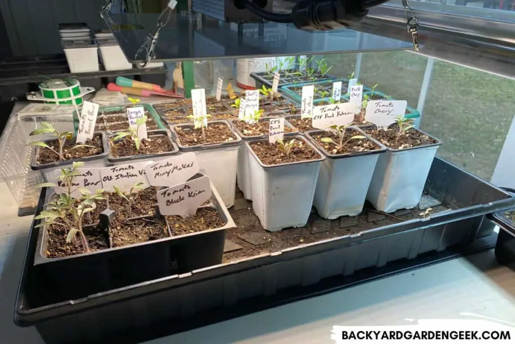 Tomato Seedlings on a Heat Mat in Winter