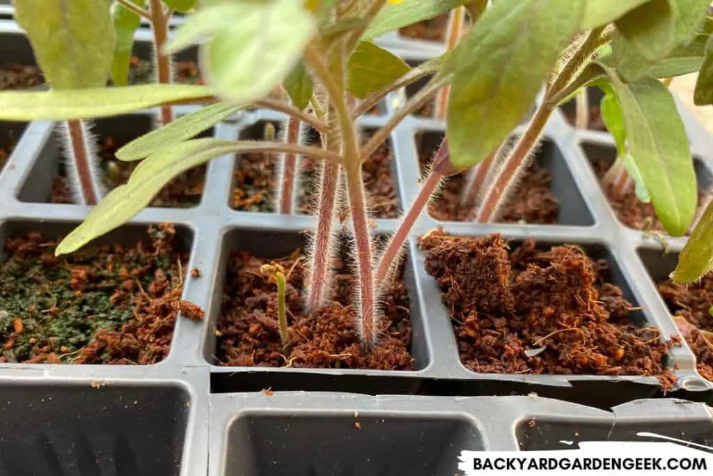 Too Many Tomato Seedlings in One Cell