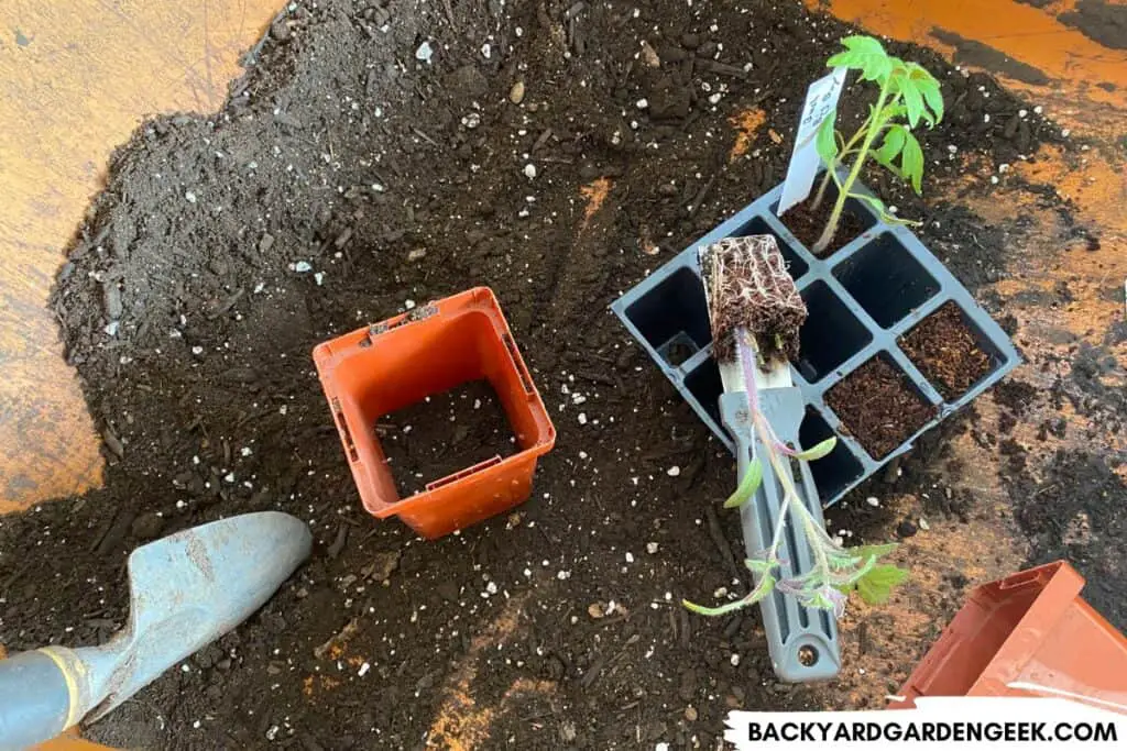 Transplanting Tomato Plants Into Bigger Container