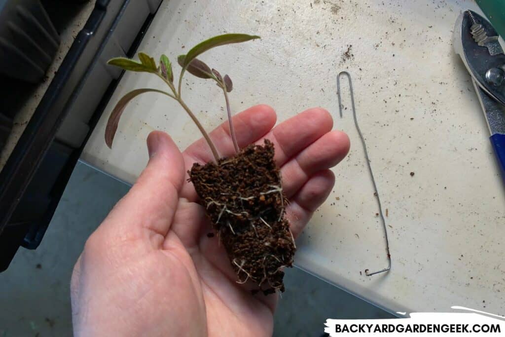 Two Seedlings Growing in a Small Cell