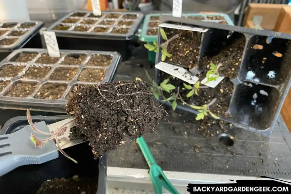 Using Putty Knife to Separate Seedlings