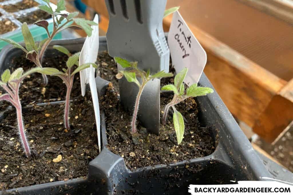 Using a Putty Knife to Separate Tomato Seedlings