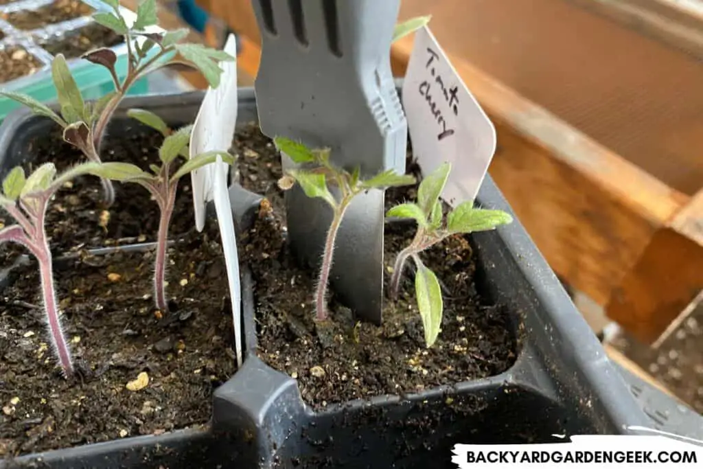 Using a Putty Knife to Separate Tomato Seedlings