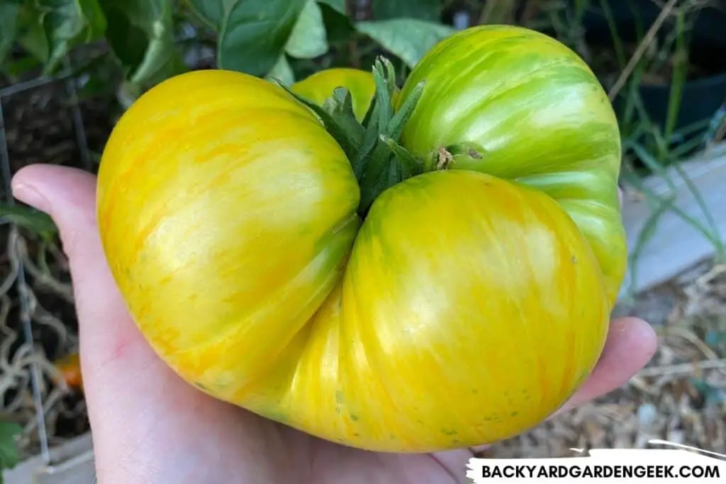 Yellow Heirloom Tomato