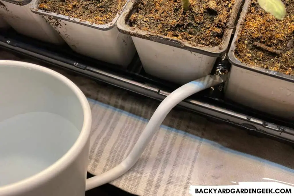 Bottom Watering Tomato Seedlings