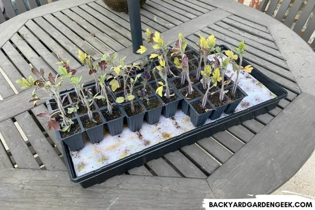 Burpee Self Watering System with Tomato Seedlings