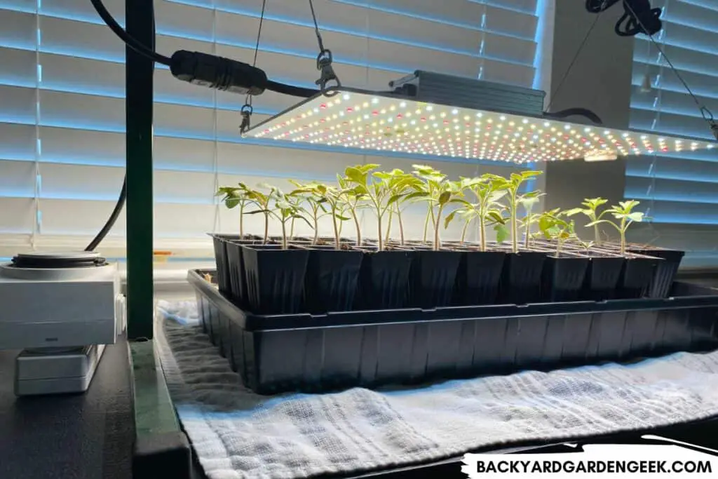 LED Grow Light Above Tomato Seedlings