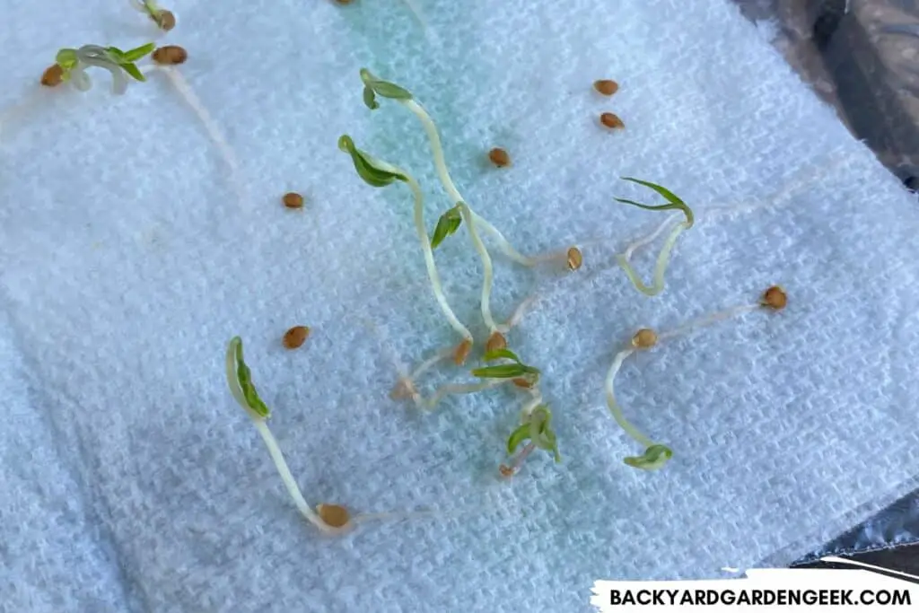 Newly Germinated Tomato Seeds