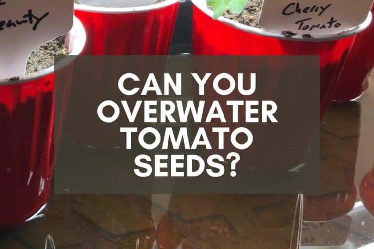 Can You Overwater Tomato Seeds? 6 Tips for Best Results