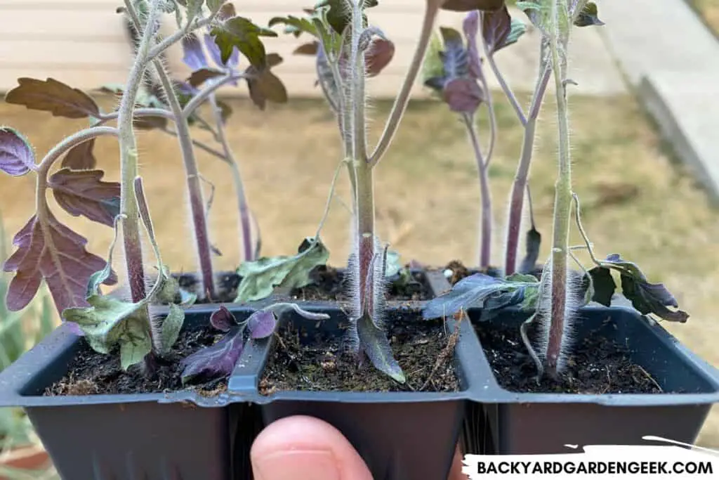 Tomato Seedlings That Need to Be Potted Up