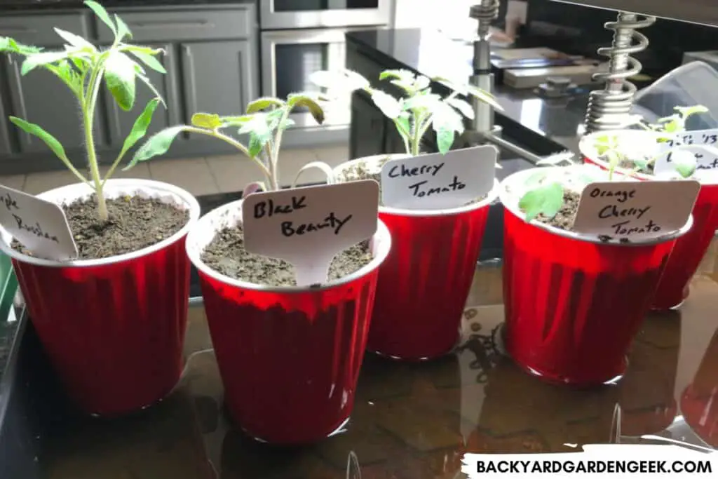 Tomato Seedlings in Overly Saturated Soil