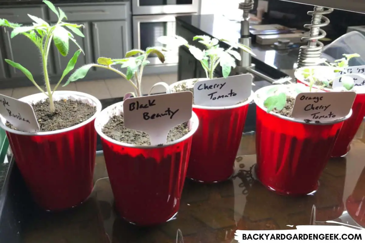 Can You Overwater Tomato Seeds? 6 Tips for Best Results Backyard